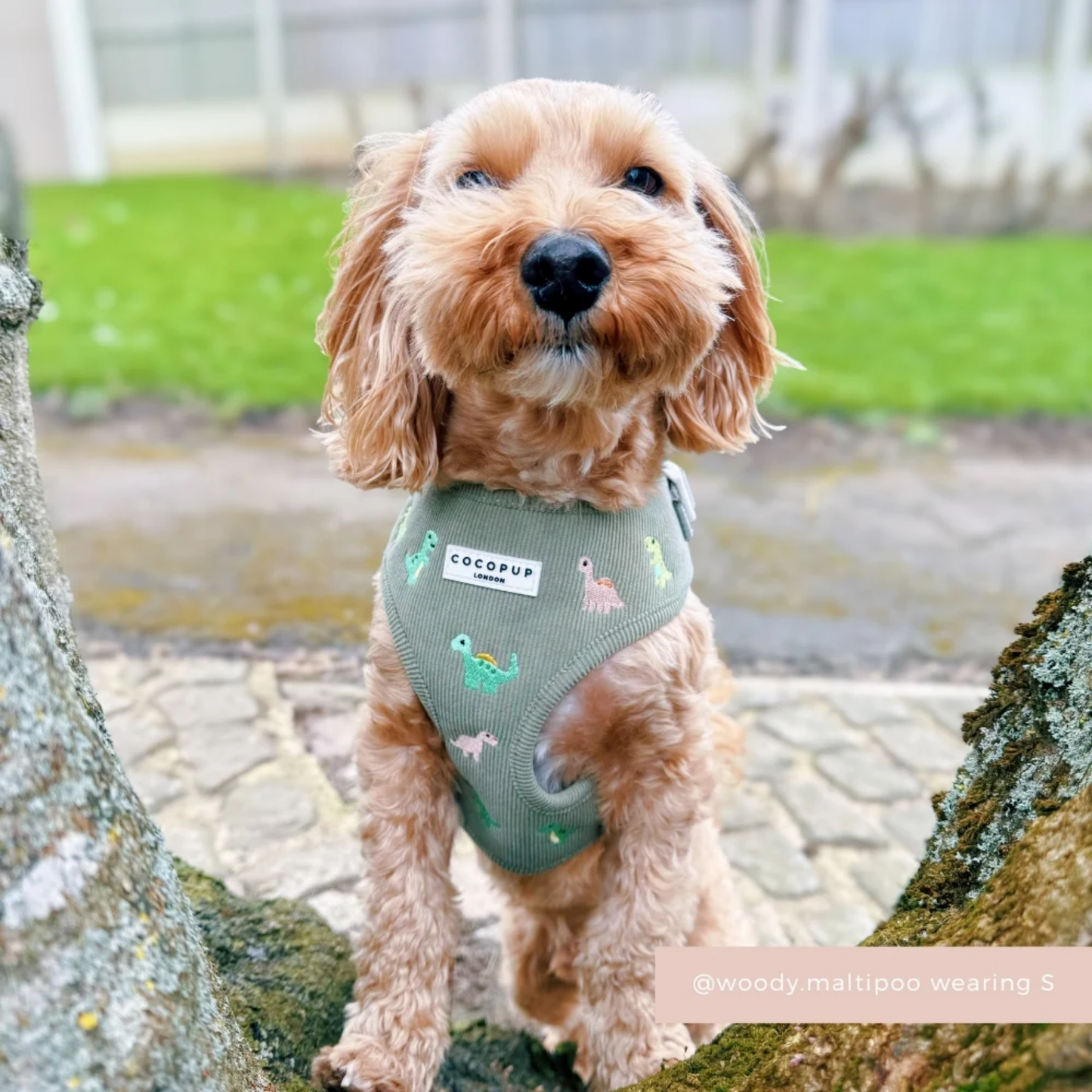 Dino Doodles Leash