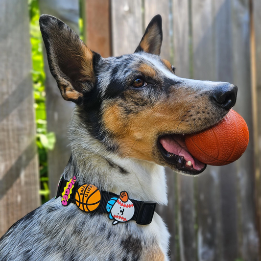 Basketball Dog Jiby