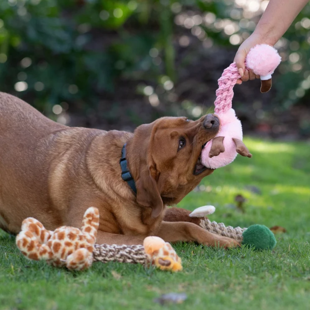Tug and Toss Flamingo