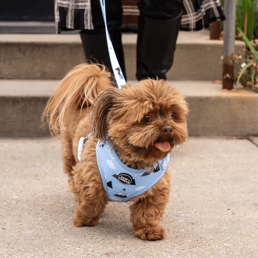 Alpine Paws Adjustable Harness
