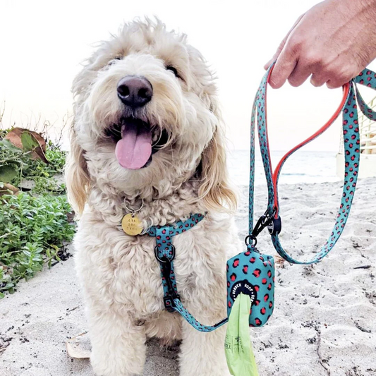 Into The Wild No Pull Step-In Harness