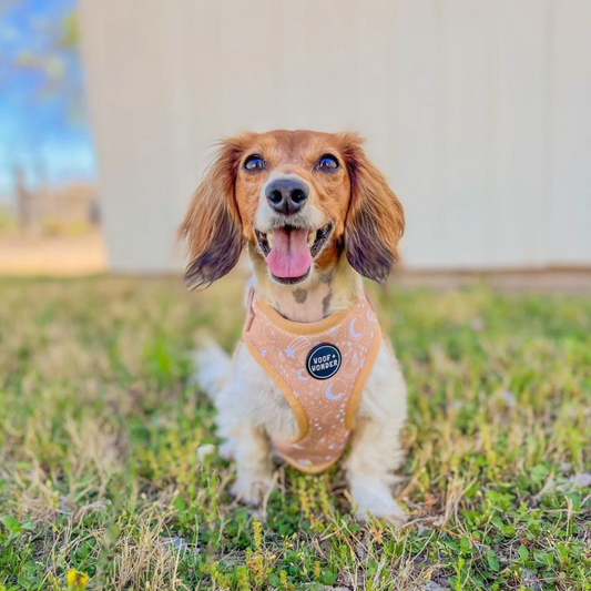 Pawstruck Adjustable Harness