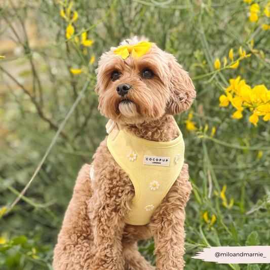 Buttercup Pup Leash