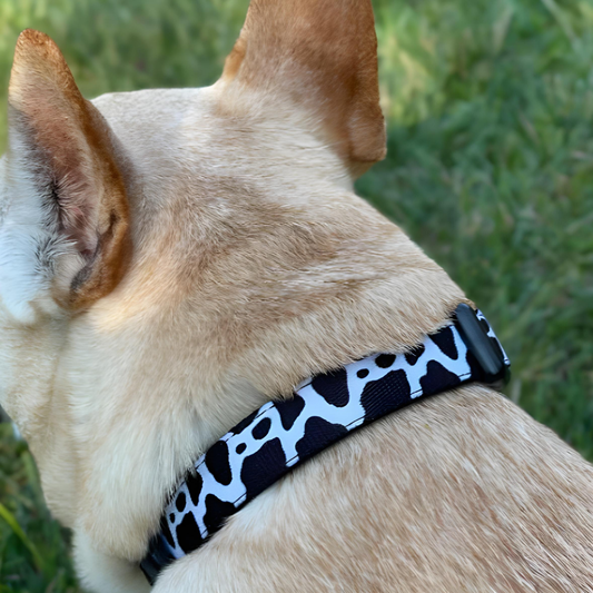 Holy Cow Comfort Fit Collar