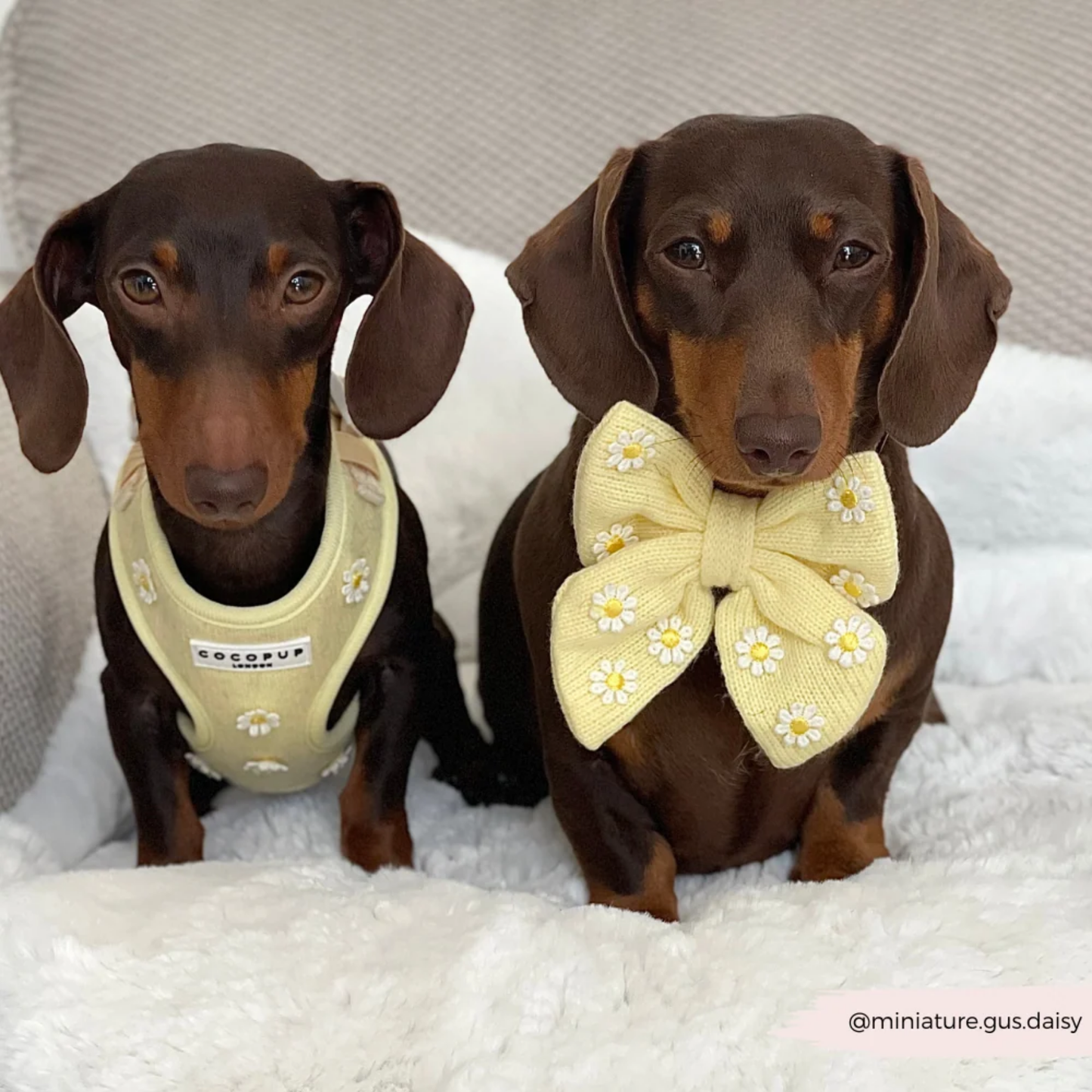 Buttercup Adjustable Harness