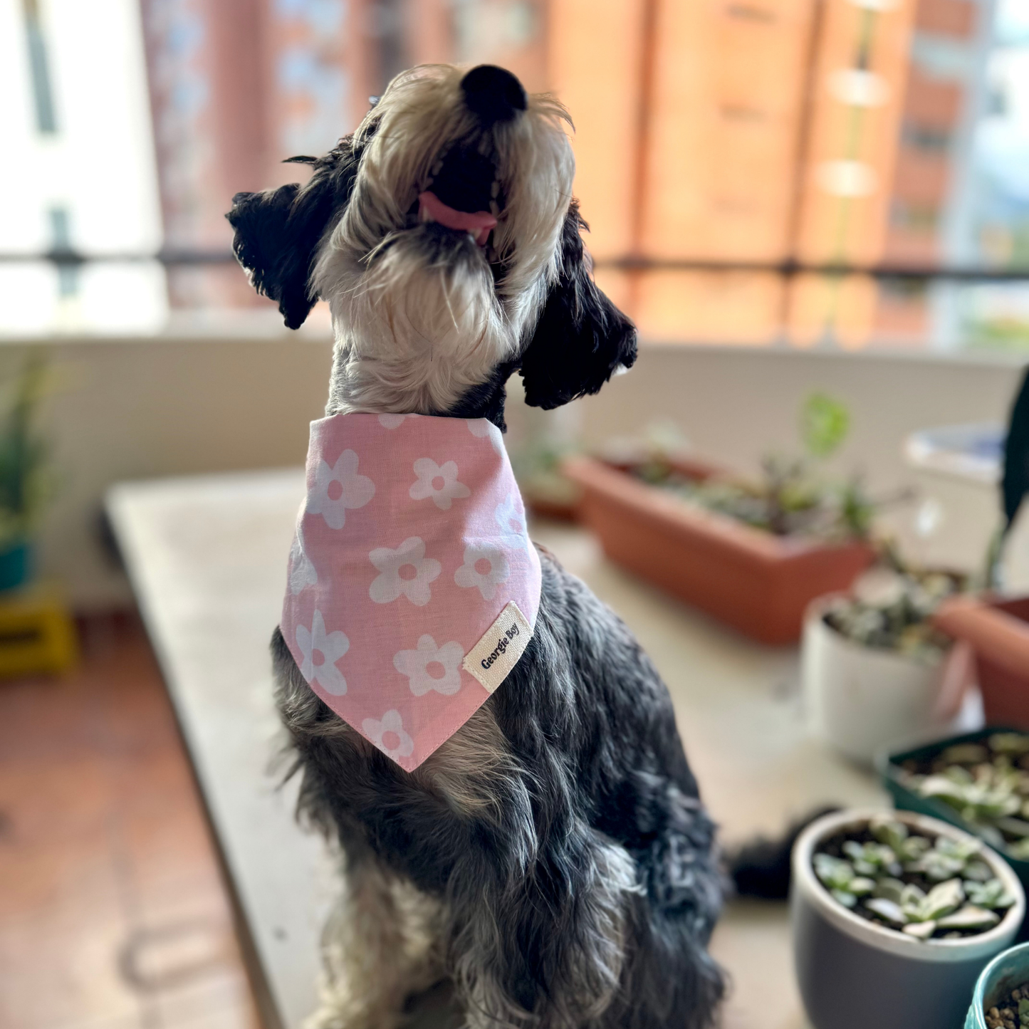 Daisie Bandana