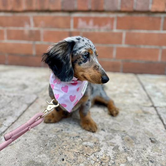 Miss Muffy Bandana