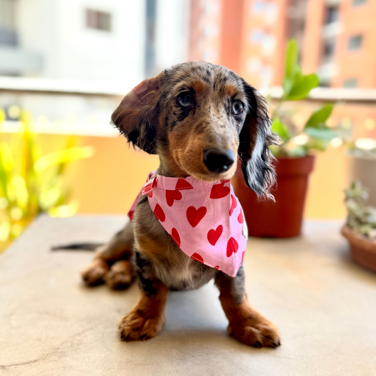 Love Song Bandana