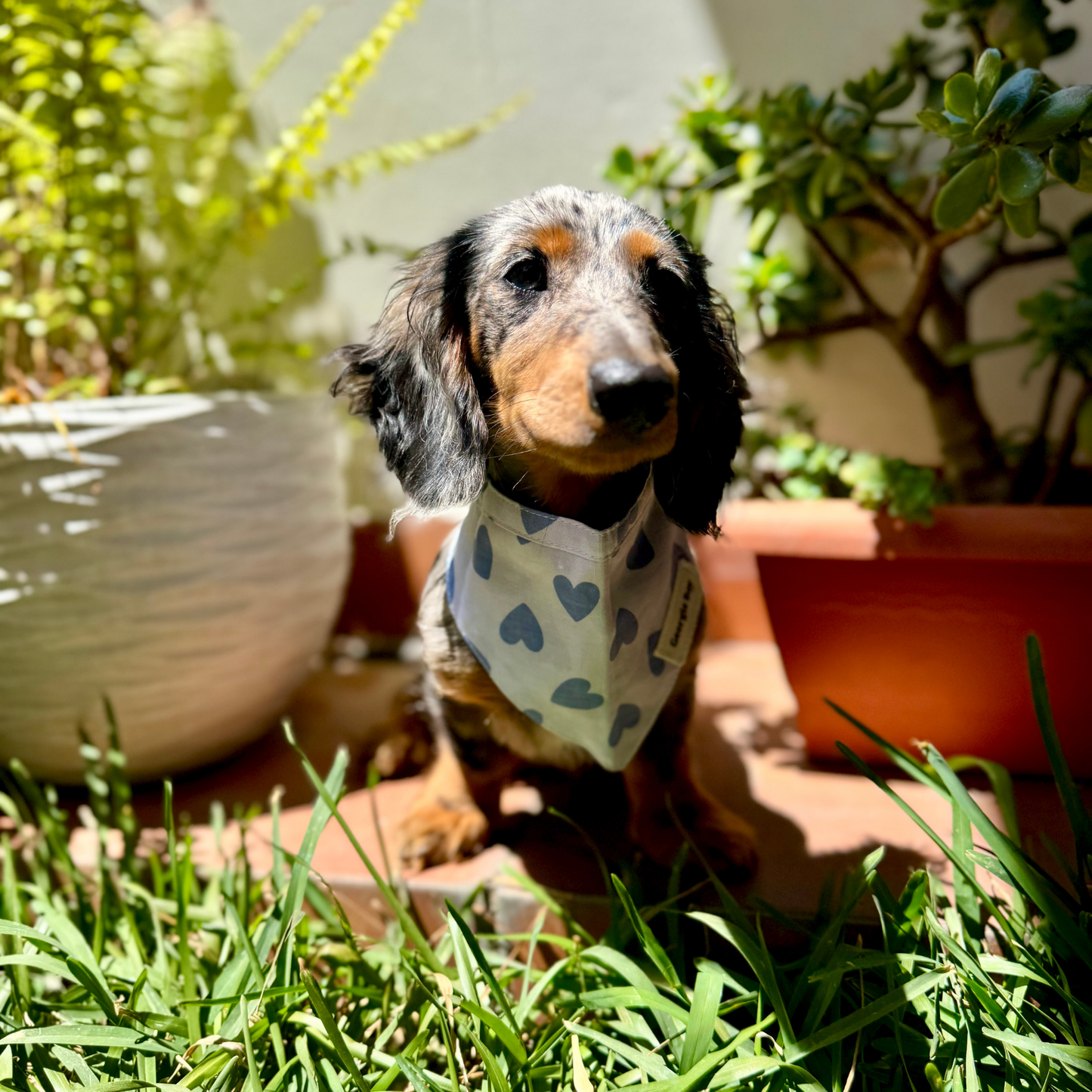 Story Bandana