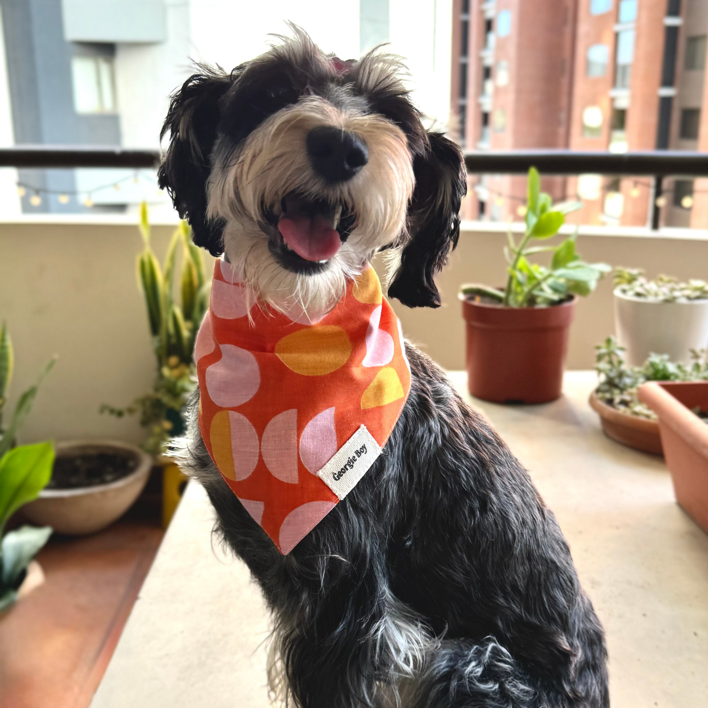 Judy Bandana