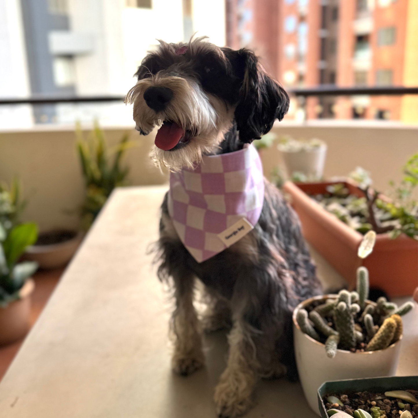 Bishop Bandana