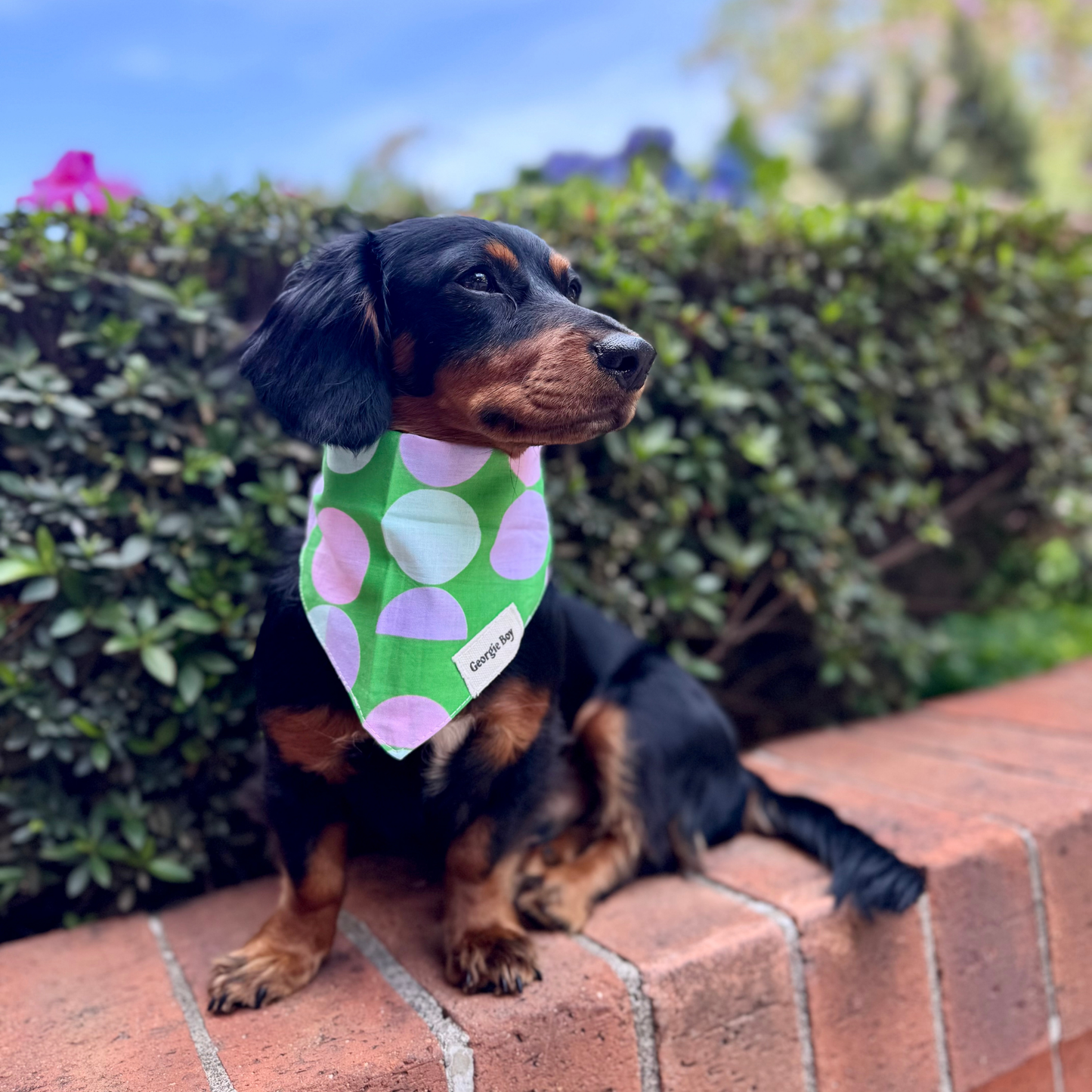 Elroy Bandana