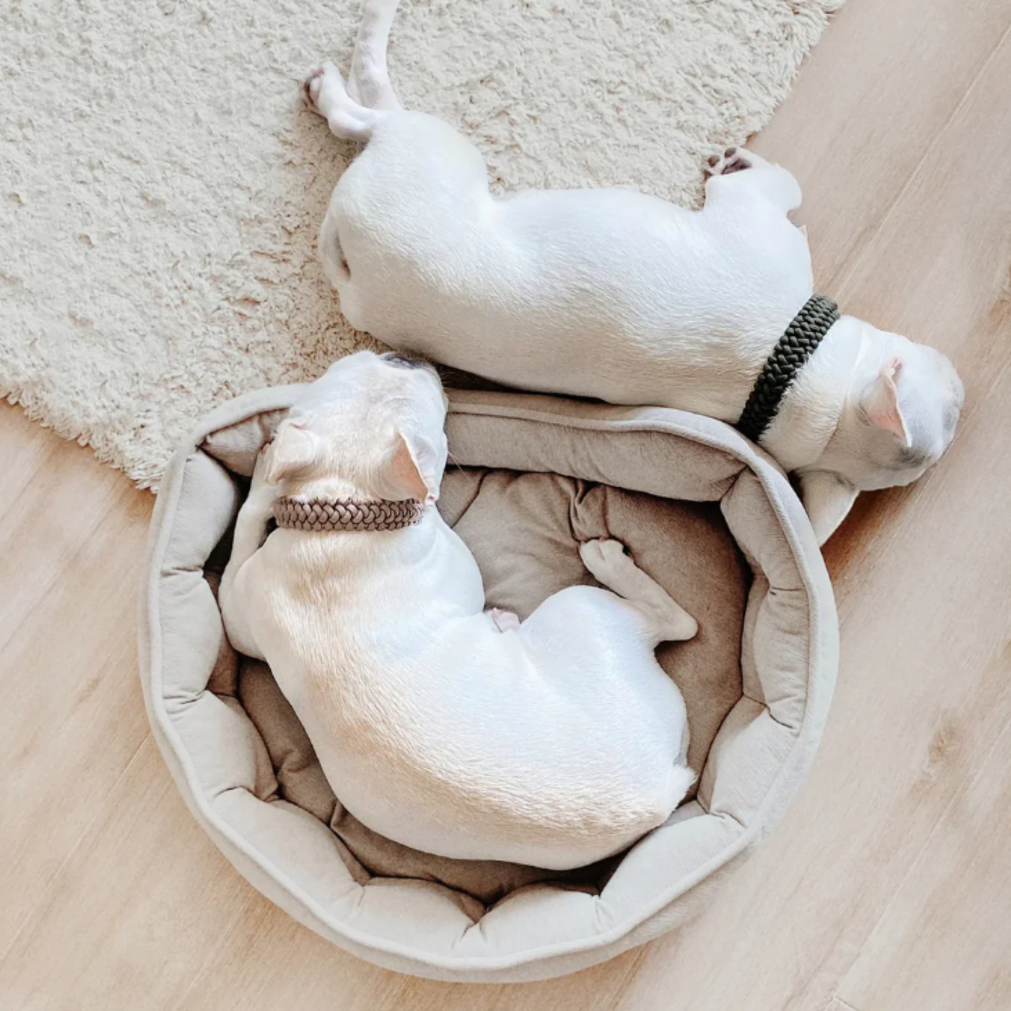 New Jupiter Collar - Pine