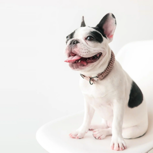 New Jupiter Collar - Blush