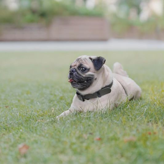 New Jupiter Collar - Pine