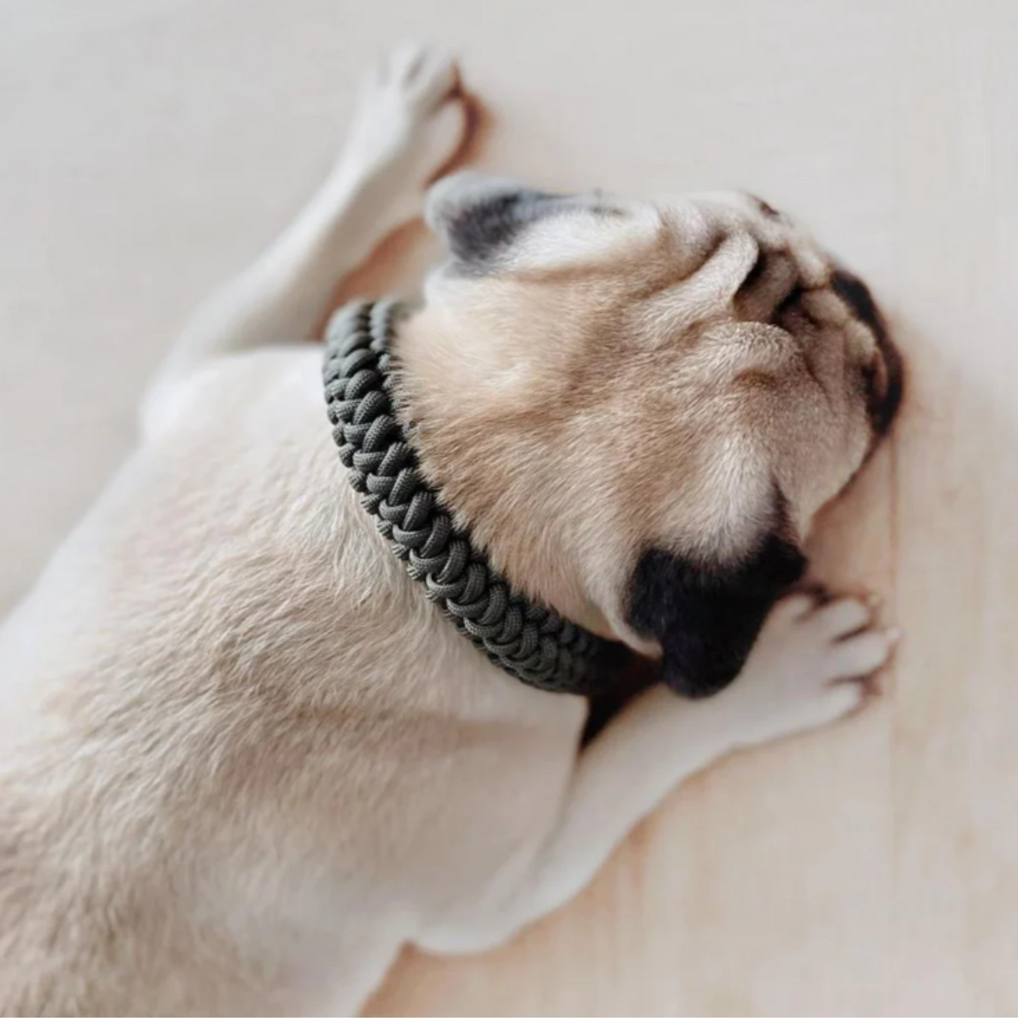 New Jupiter Collar - Pine