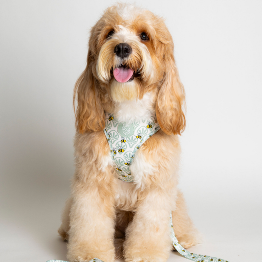 Bumble Bee Adjustable Harness