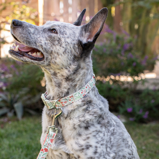 Ditsy Floral Dog Collar