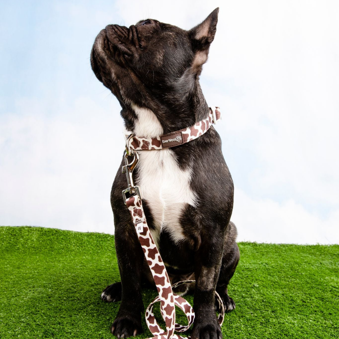 Chocolate Cow Collar