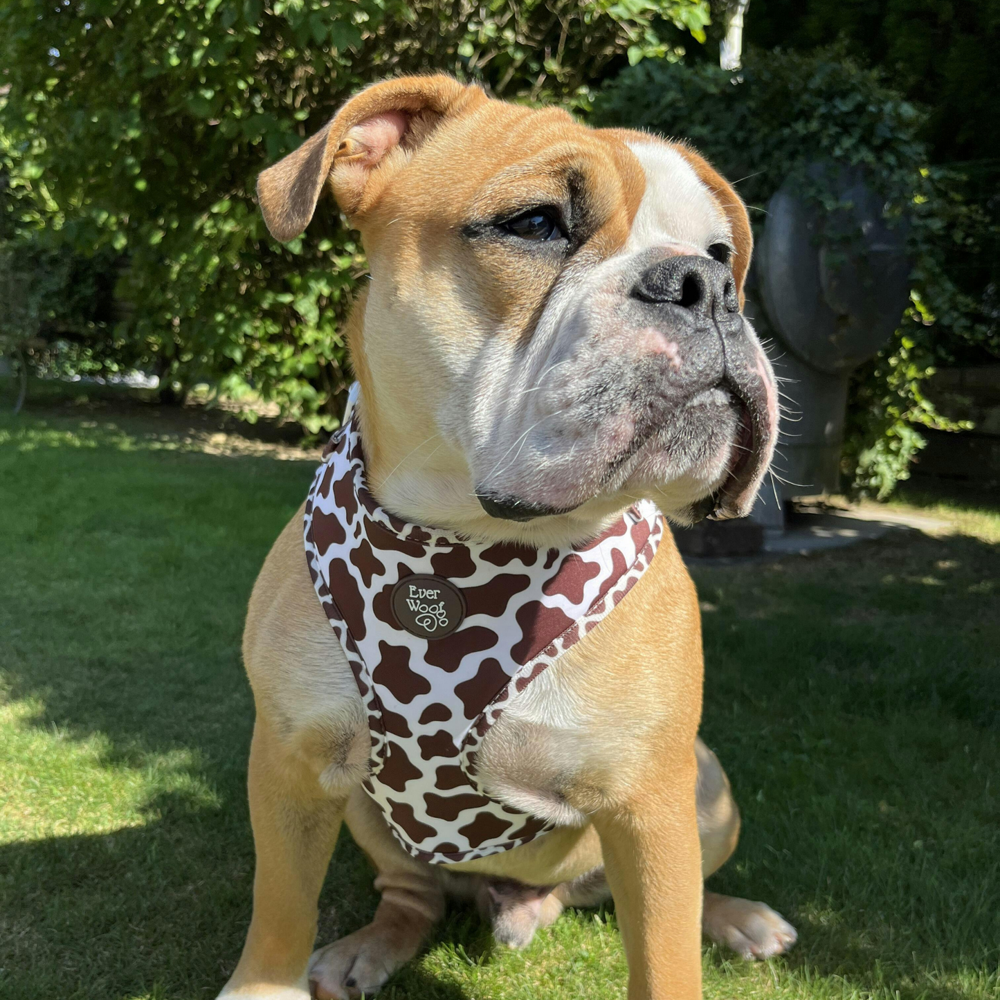 Chocolate Cow Adjustable Harness