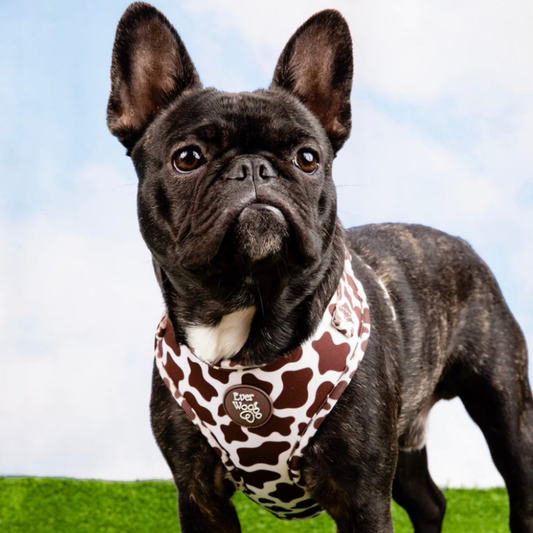 Chocolate Cow Adjustable Harness