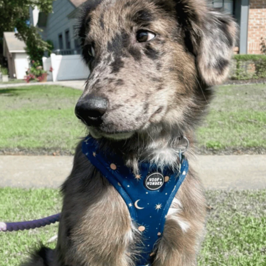 Midnight Stars Adjustable Harness