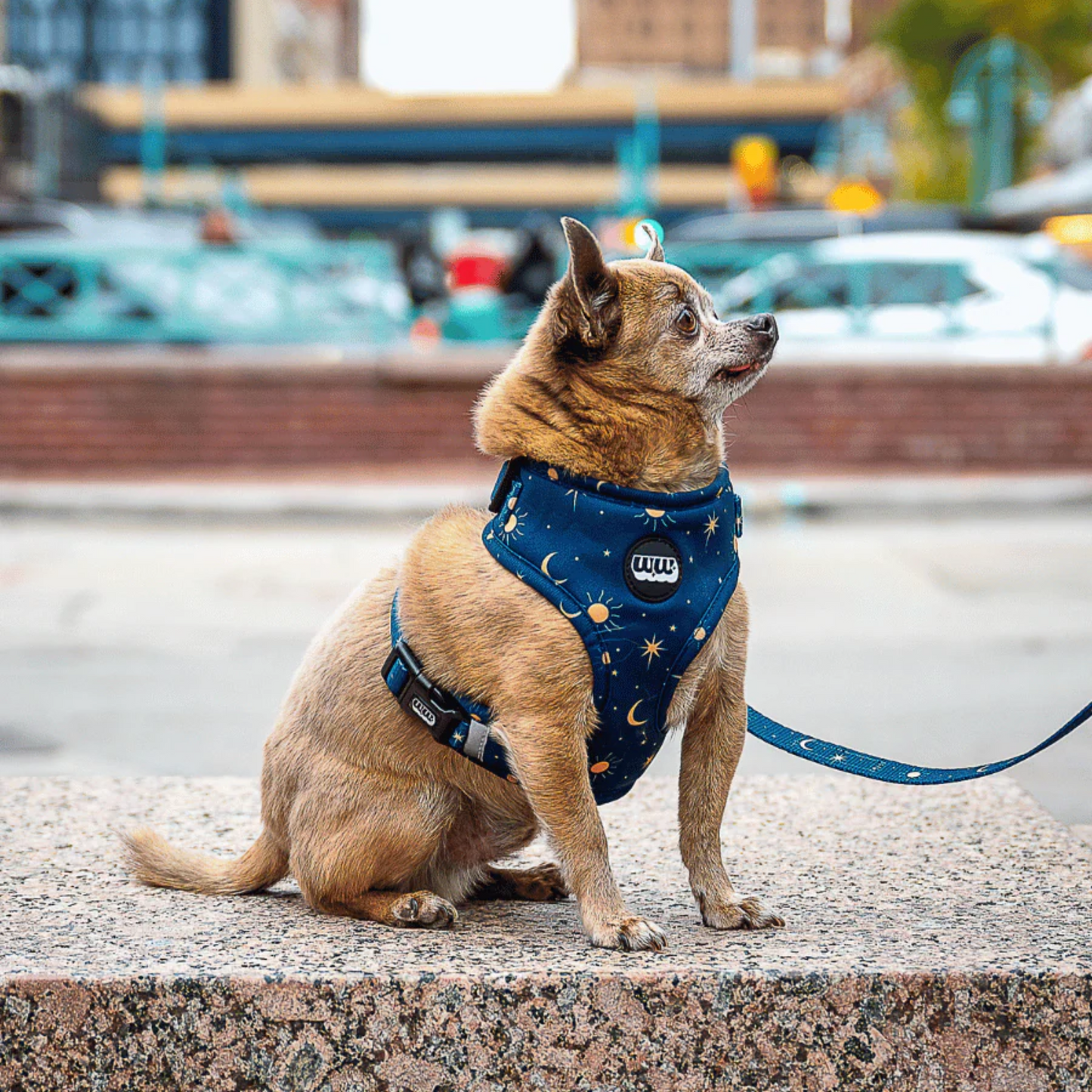 Midnight Stars Adjustable Harness