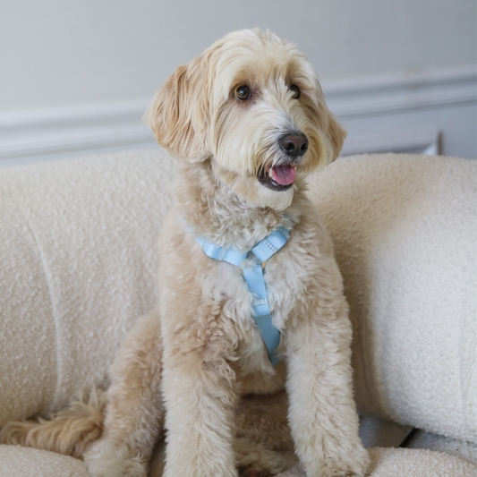 Blue and Sage Green Dog Harness