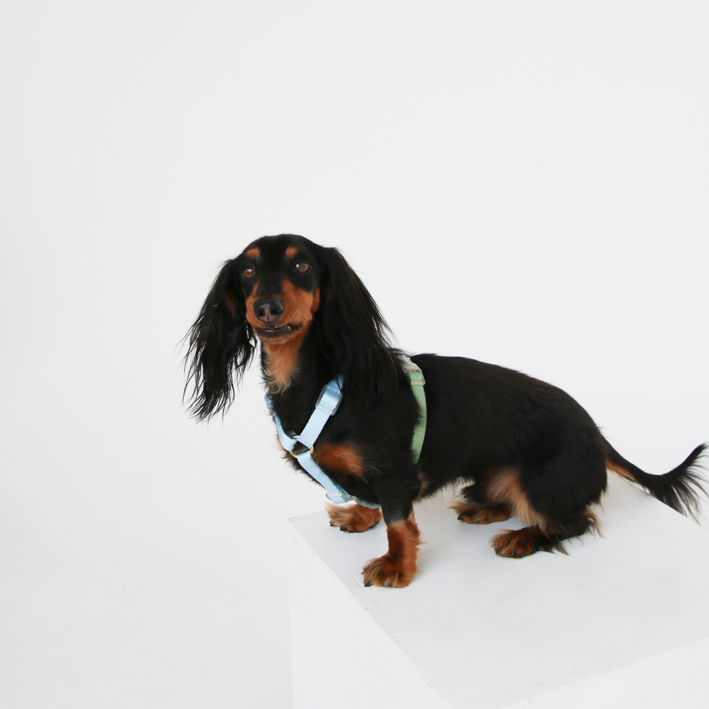 Blue and Sage Green Dog Harness