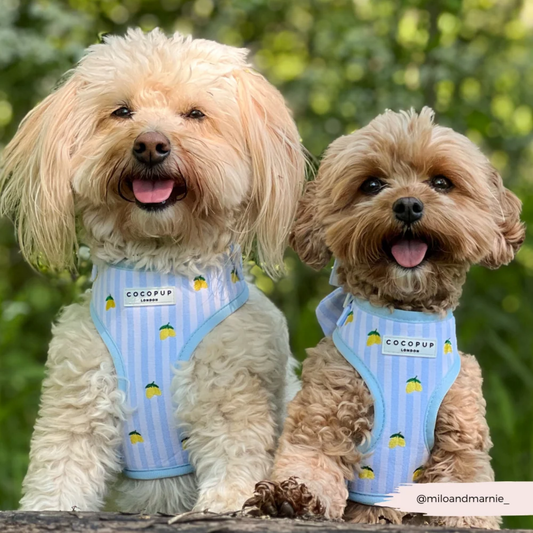 Living La Vida Lemon Adjustable Neck Harness