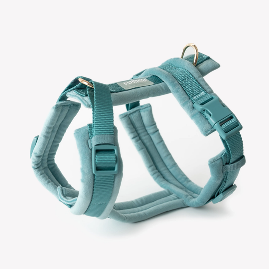 Blue Velvet Dog Harness