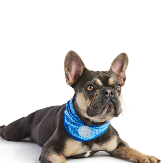 Ice Band Dog Cooling Bandana