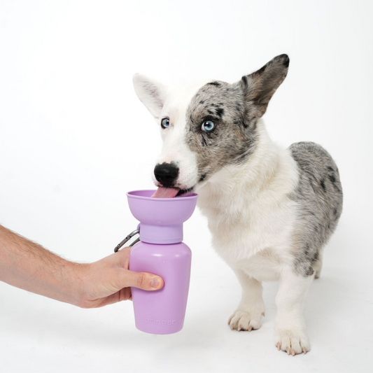 Flip Dog Travel Bottle