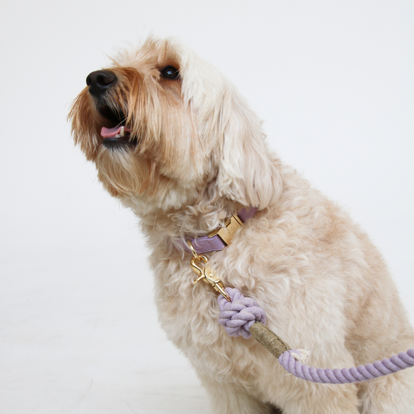 Lavender Dog Collar