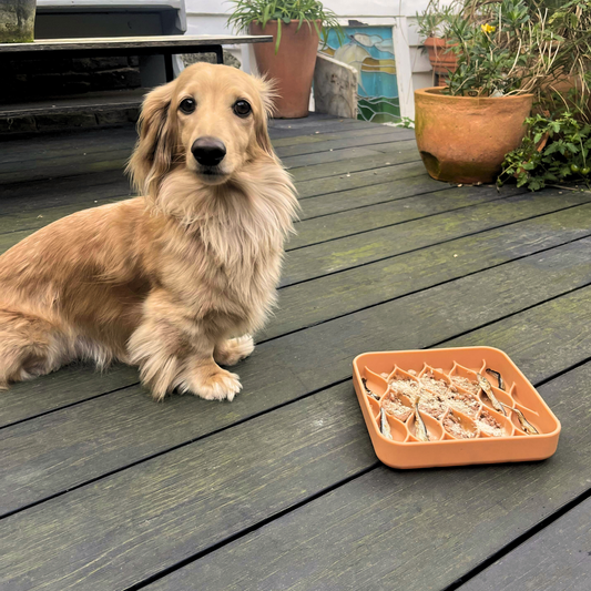 Argyle Slow Feeder Bowl