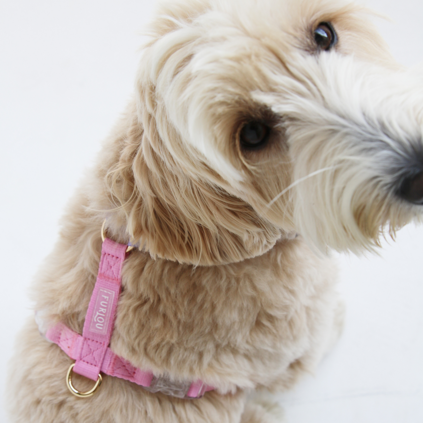 Lavender and Pink Dog Harness