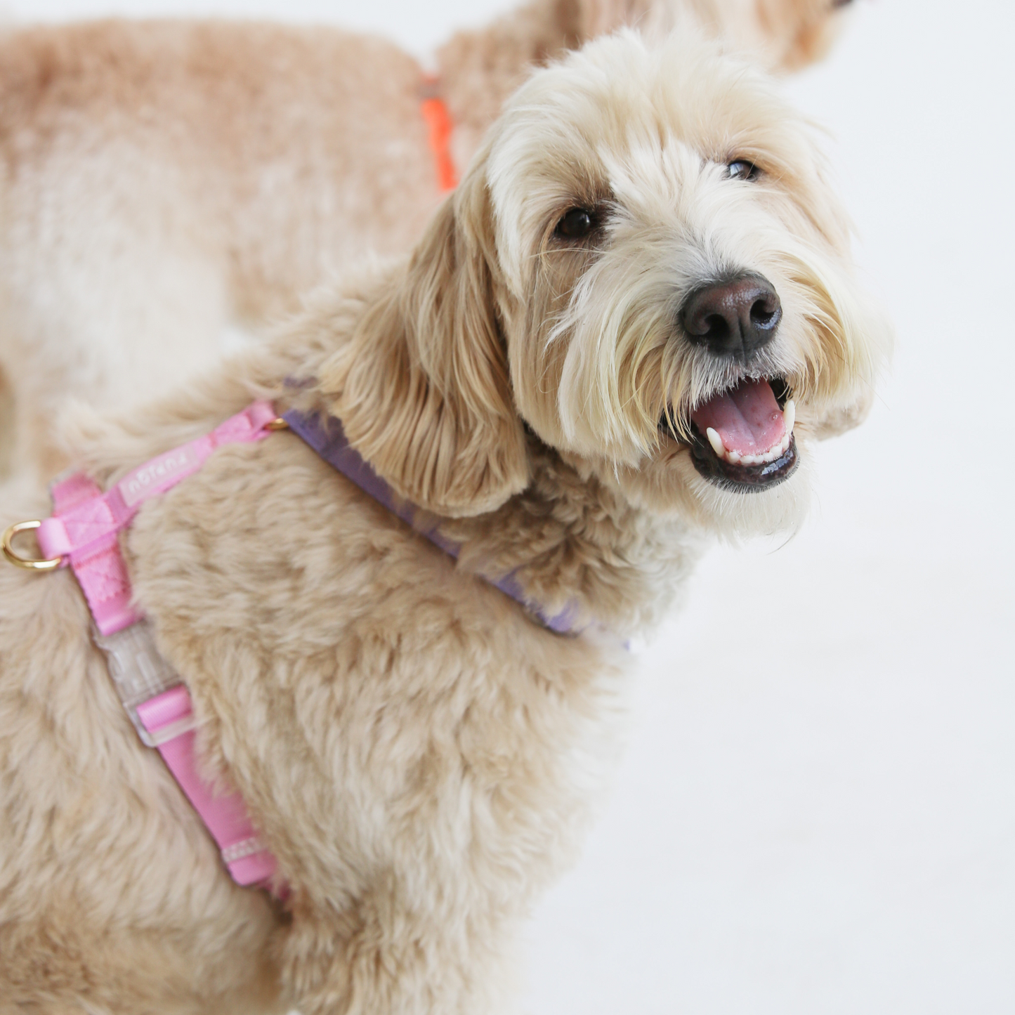 Lavender and Pink Dog Harness
