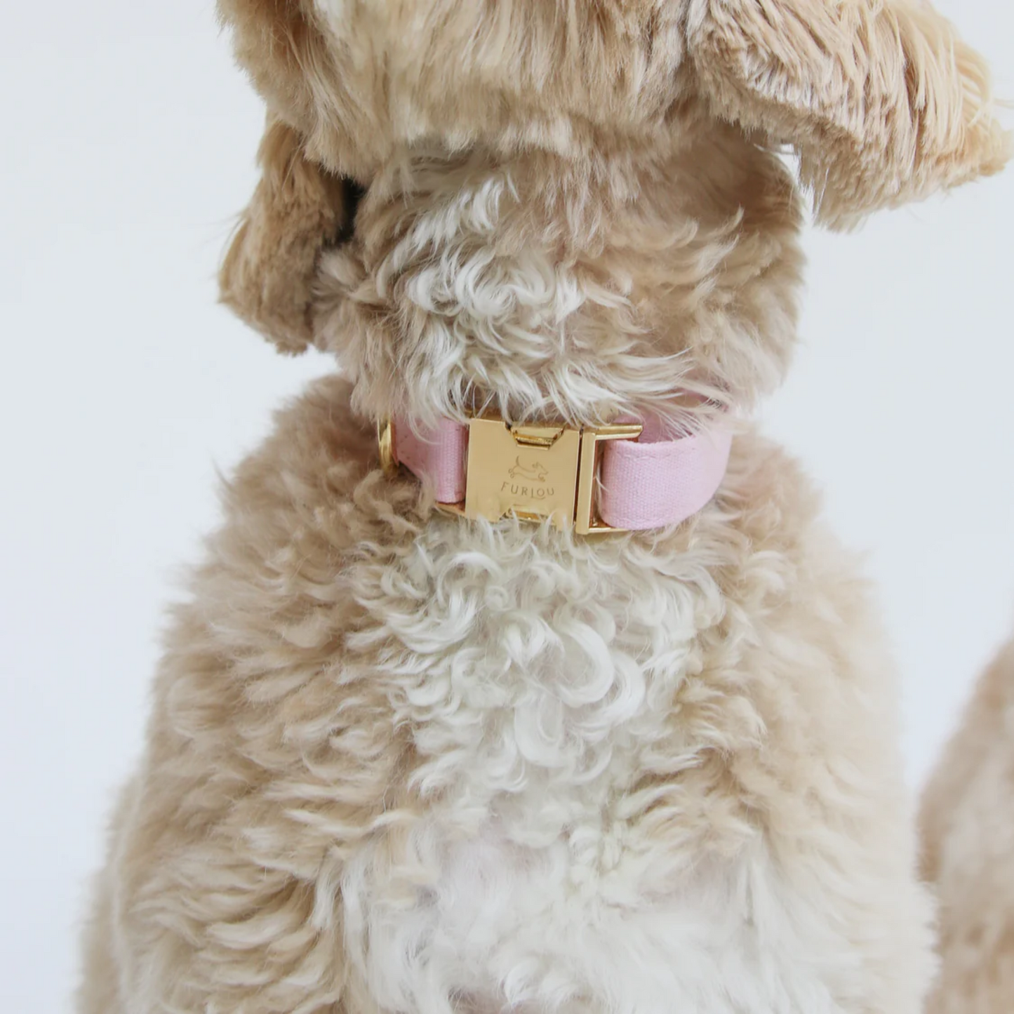 Pastel Pink Dog Collar