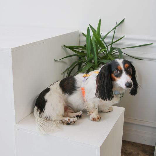 Rainbow Dog Harness