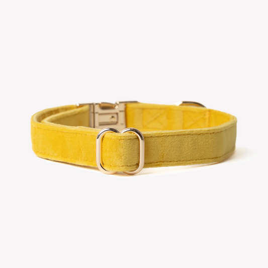 Yellow Velvet Dog Collar