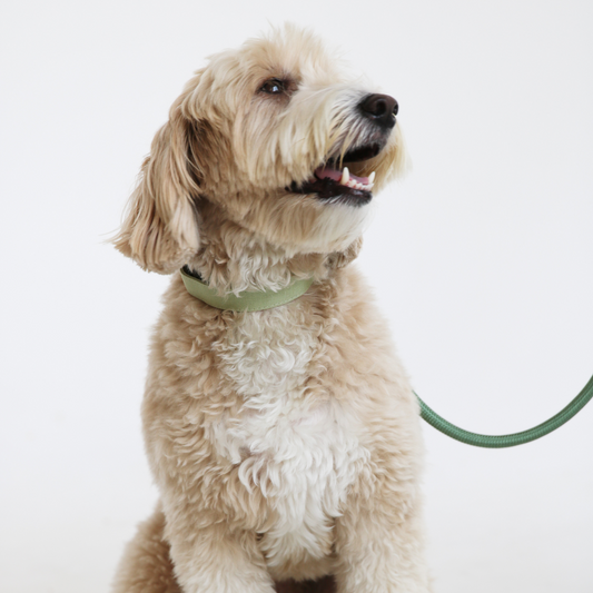 Sage Green Dog Collar
