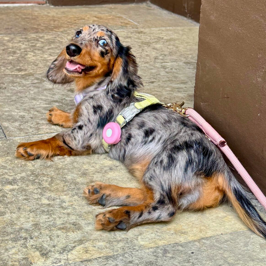 Fetch! AirTag Holder