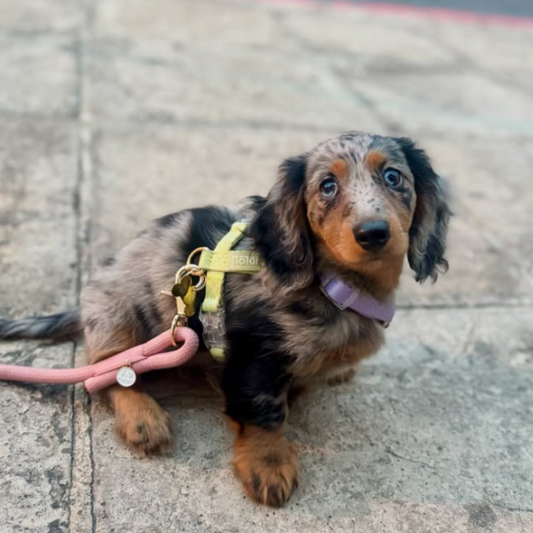 Lavender and Lime Dog Harness