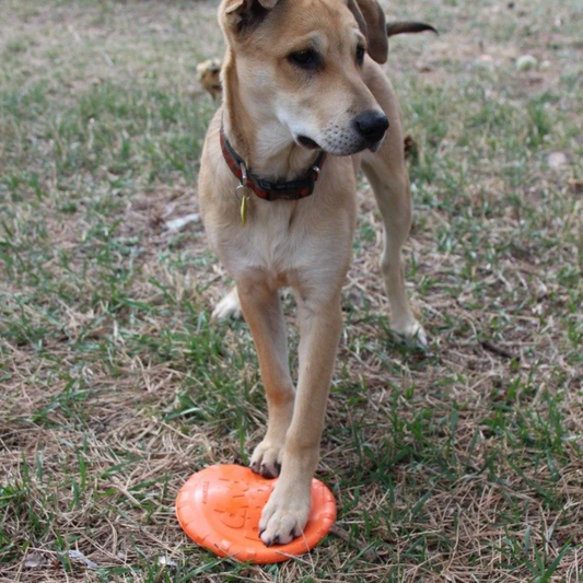Bottle Top Flyer Frisbee