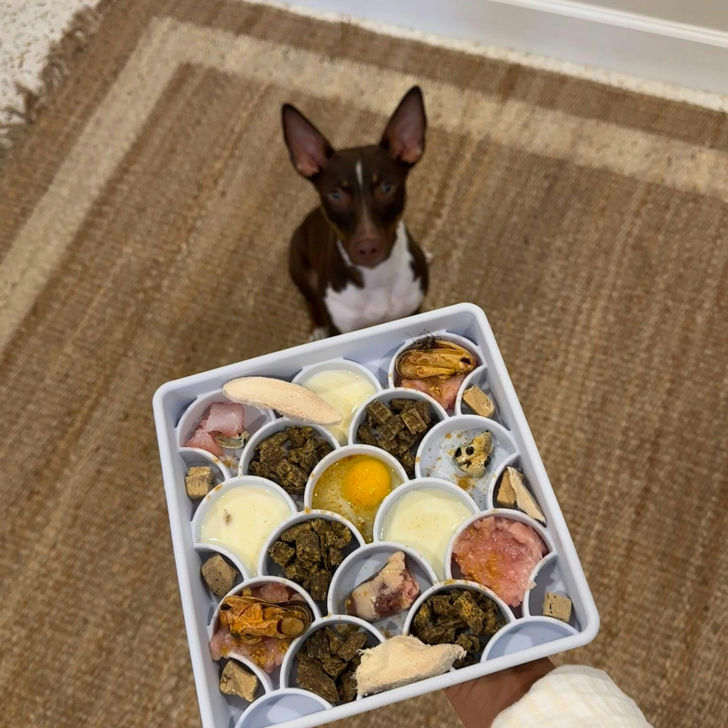 Bowls & Slow Feeders