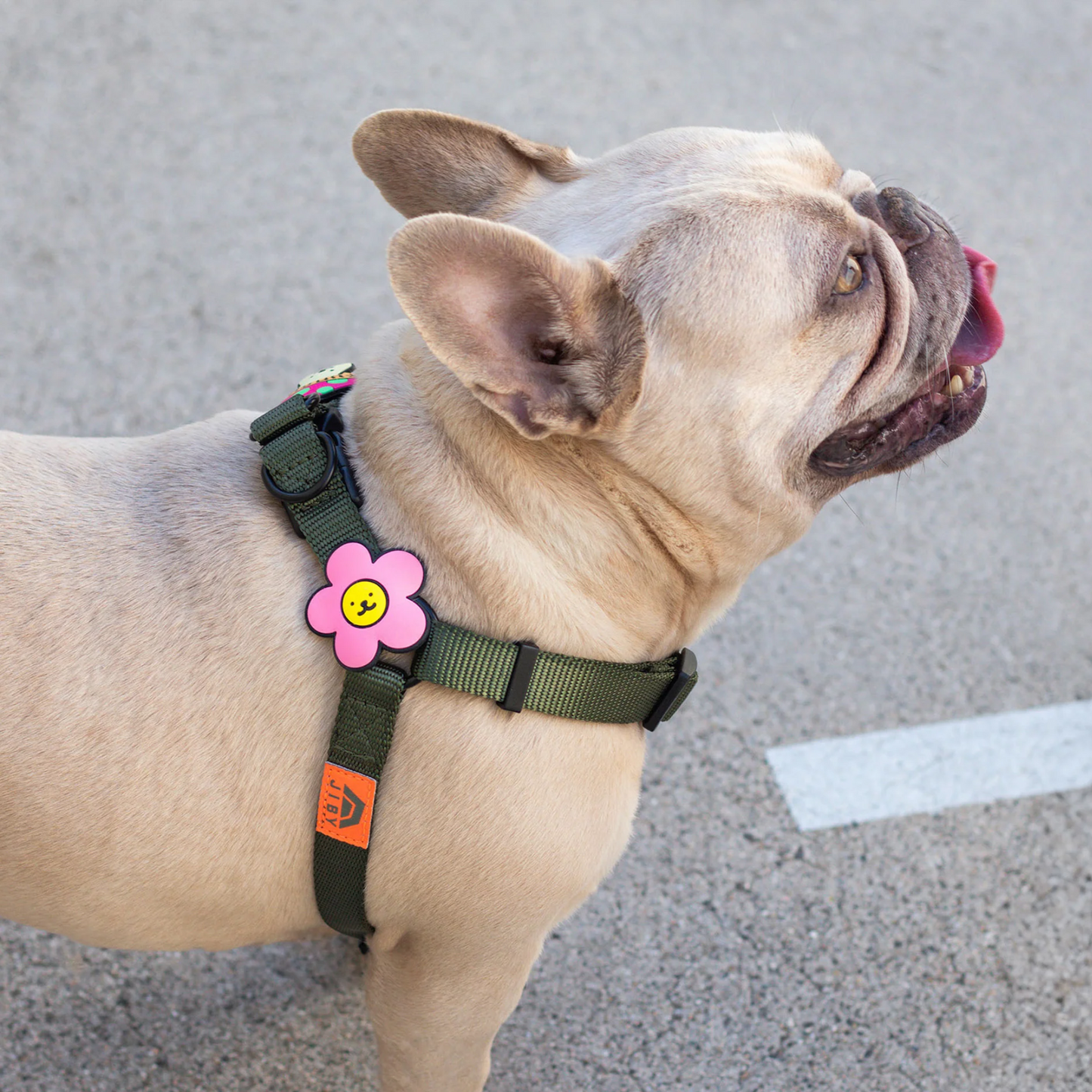 Daisy Dog Jiby