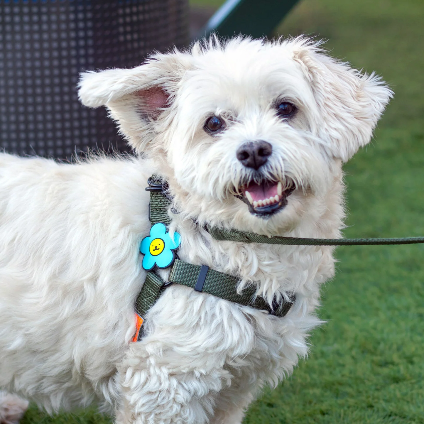 Daisy Dog Jiby