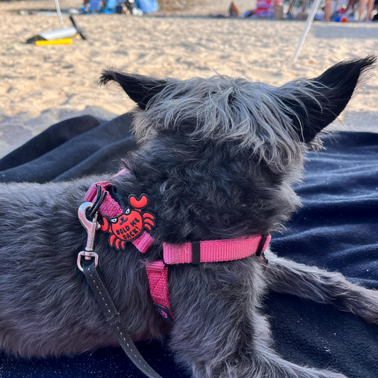Crabby Dog Jiby