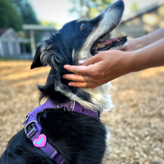 BFF Dog Jiby