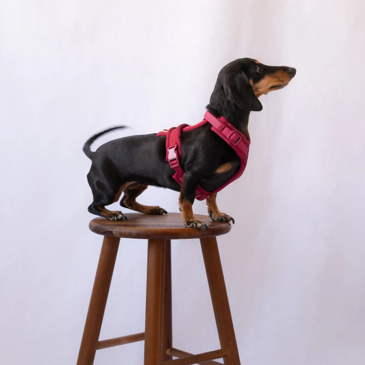 Bordeaux Comfort Dog Harness